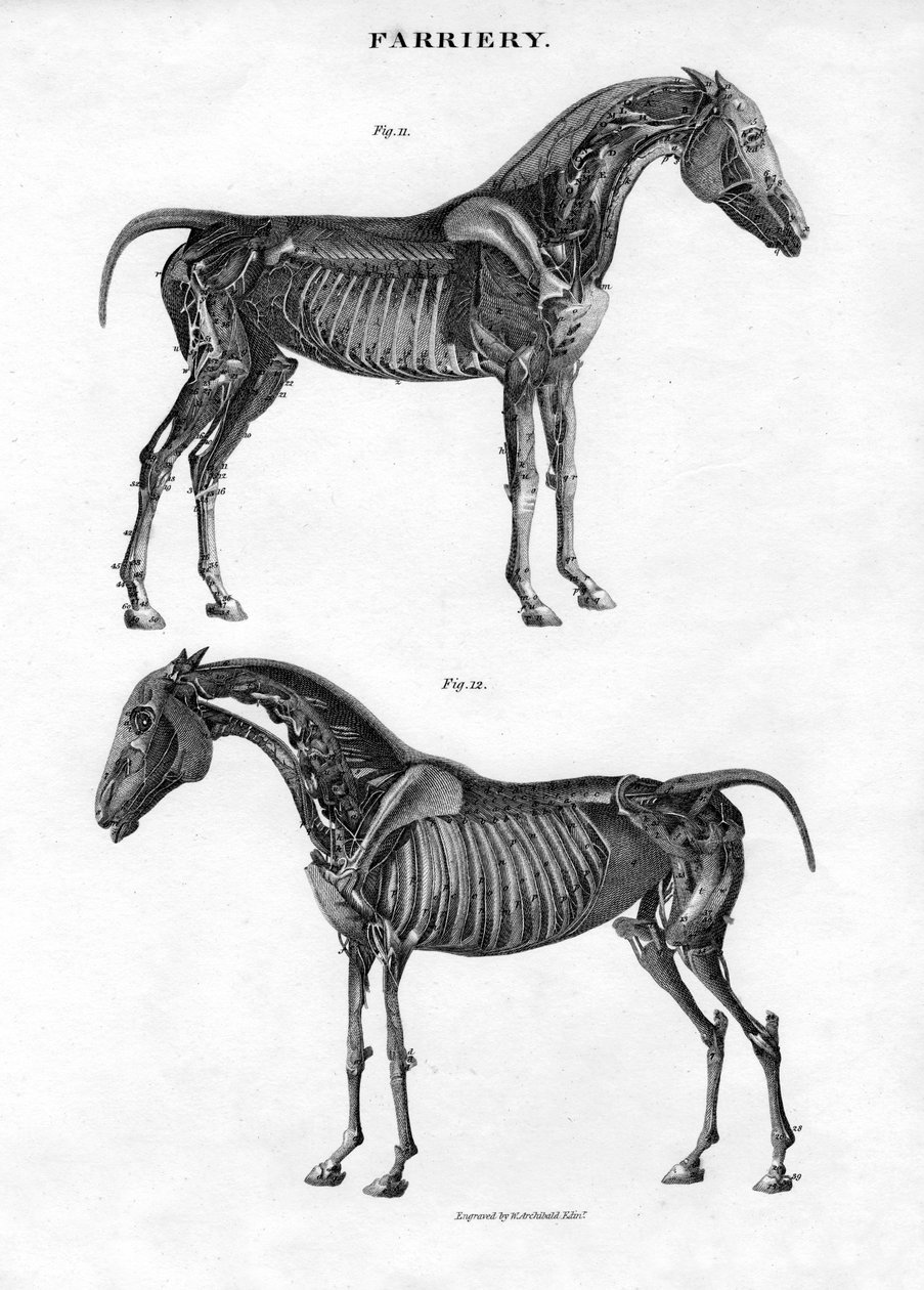 Hevosen anatomia, 1800-luku. tekijältä Archibald Webb