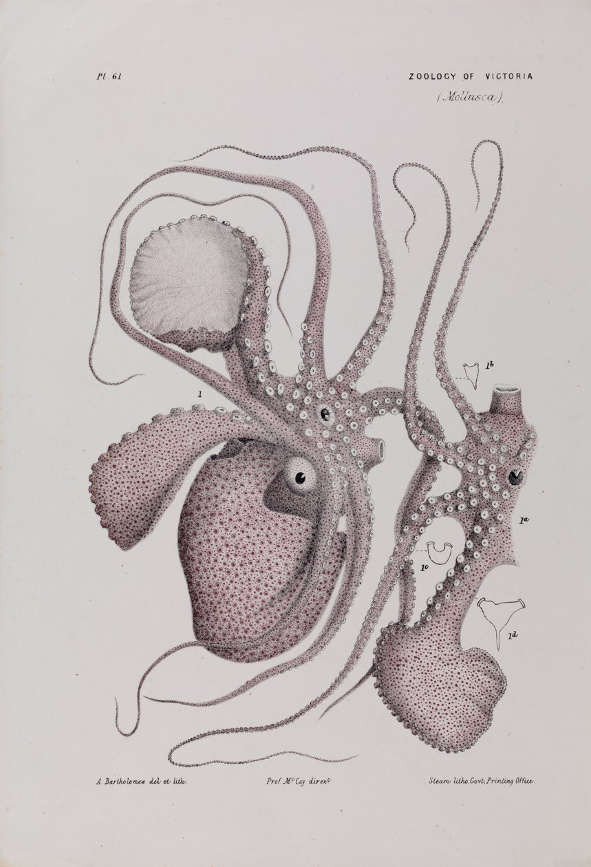 Paperi Nautilus, Argonauta nodosa tekijältä Arthur Bartholomew