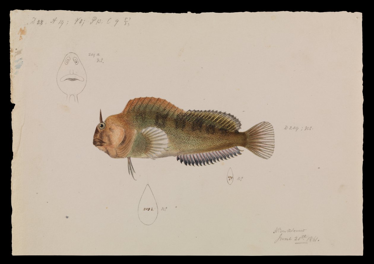 Tasmanian Blenny, Parablennius tasmanianus tekijältä Arthur Bartholomew