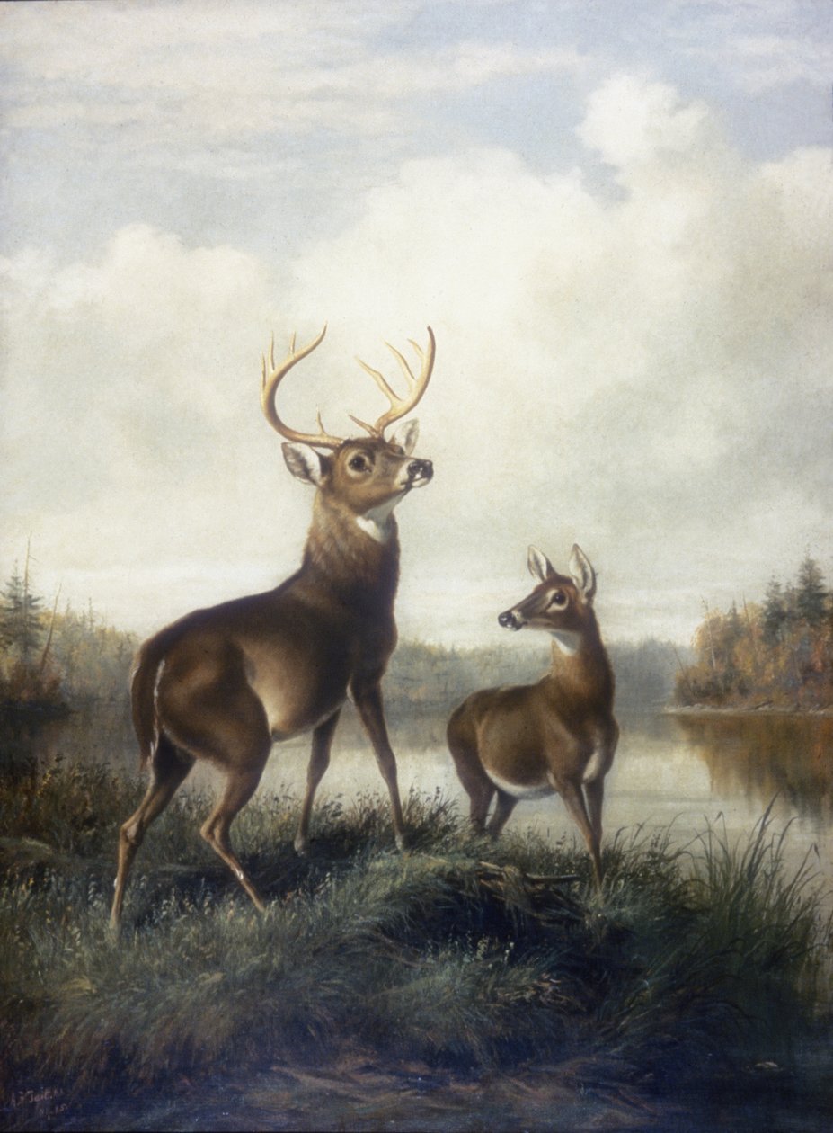 Buck ja Doe tekijältä Arthur Fitzwilliam Tait
