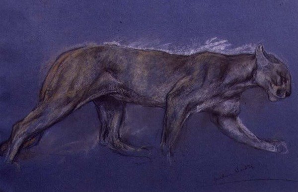 Puma (liitu paperille) tekijältä Arthur Wardle