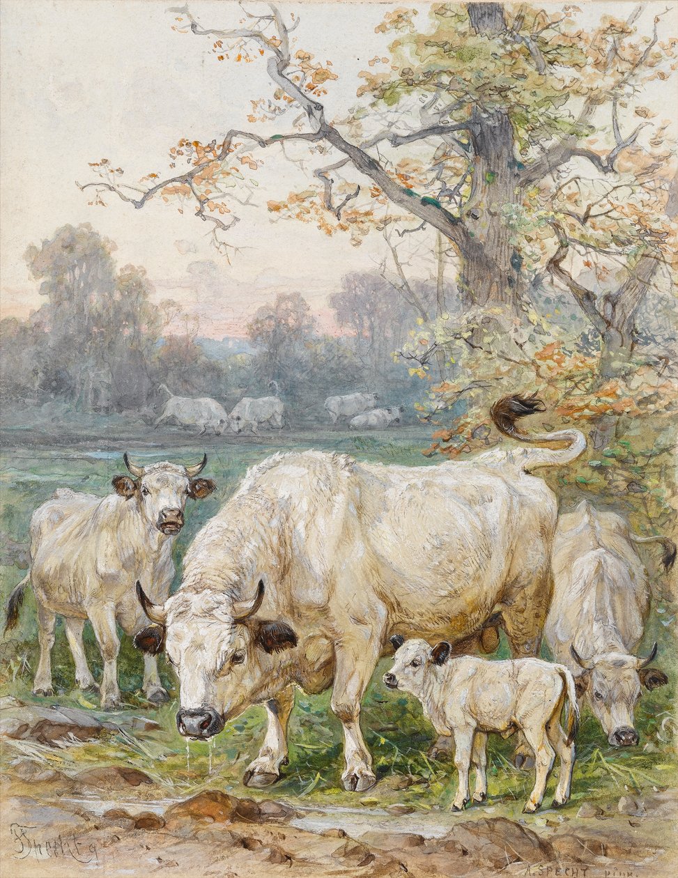 Park Cattle (wc paperilla) tekijältä August Specht