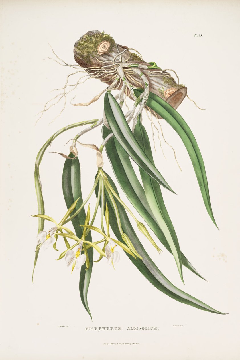 Kuva Epidendrum parkinsonianum (syn. Epidendrum aloifolium) tekijältä Augusta Innes Withers