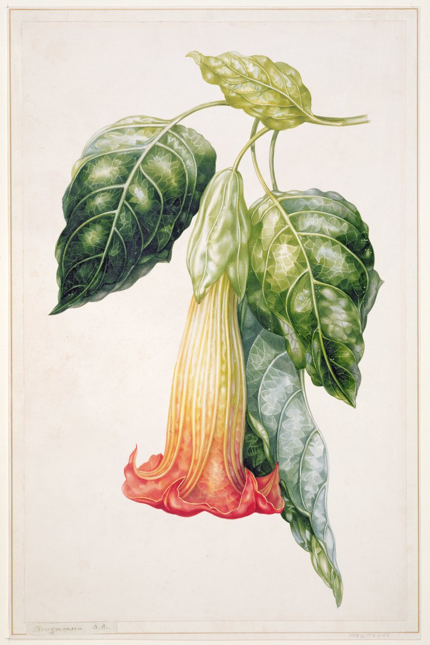 PD.993-1973 Thorn Apple kukka Ecuadorista, Datura rosei (guassi) tekijältä Augusta Innes Withers