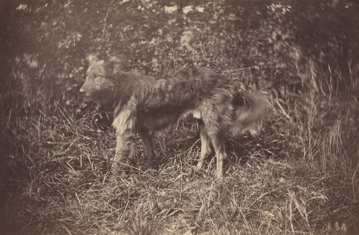 Tutkimus koirasta, 1870-luvun loppu. tekijältä Auguste Giraudon