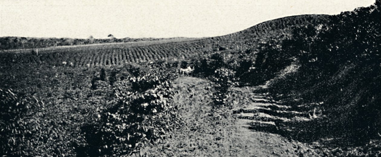 Cafezal, 1895 tekijältä Axel Frick