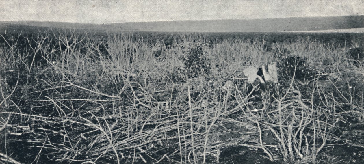 Kassava-istutus, 1895 tekijältä Axel Frick