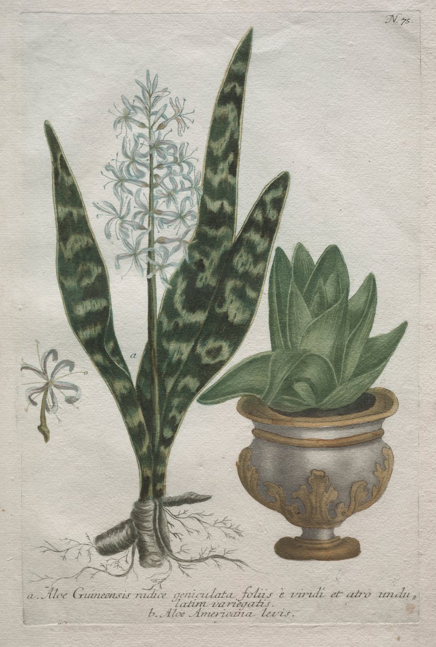 Aloes tekijältä Bartholomaus Seutter
