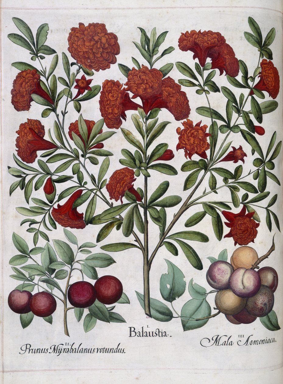 Hedelmä, "Hortus Eystettensis" tekijältä Basilius Besler