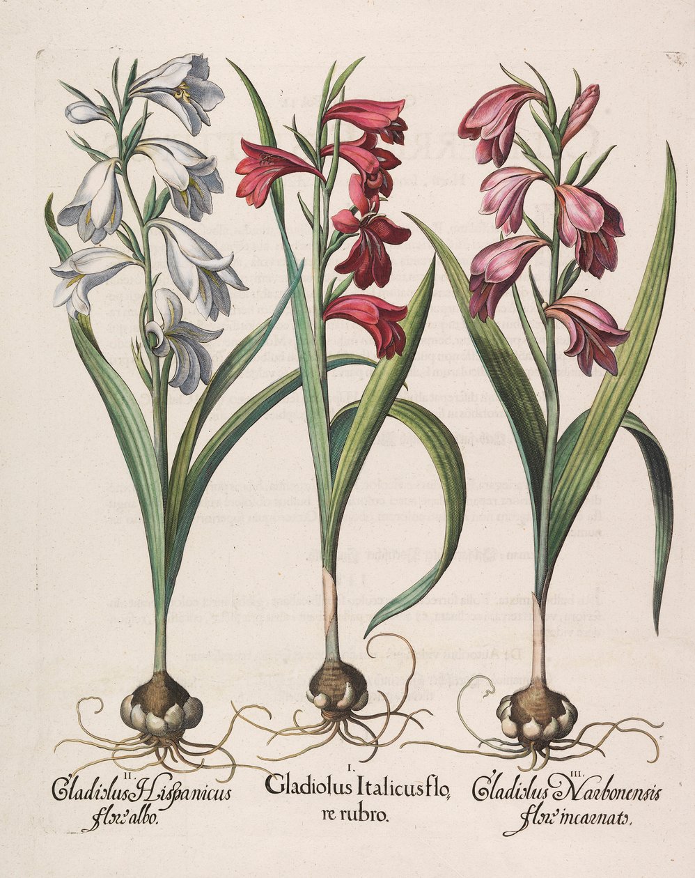 Gladiolus italicus punainen kukka, 1613 tekijältä Basilius Besler