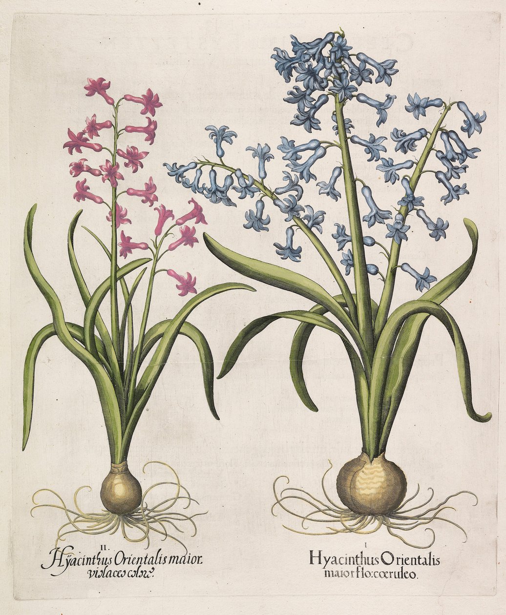 Hyacinthus orientalis, 1613 tekijältä Basilius Besler