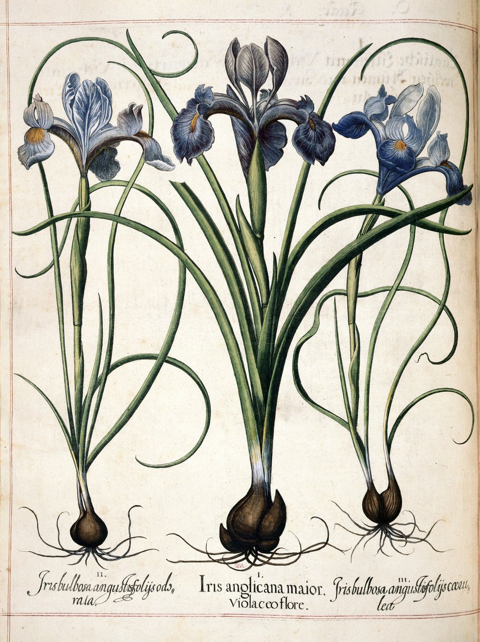 Iris, kappaleesta "Hortus Eystettensis" tekijältä Basilius Besler