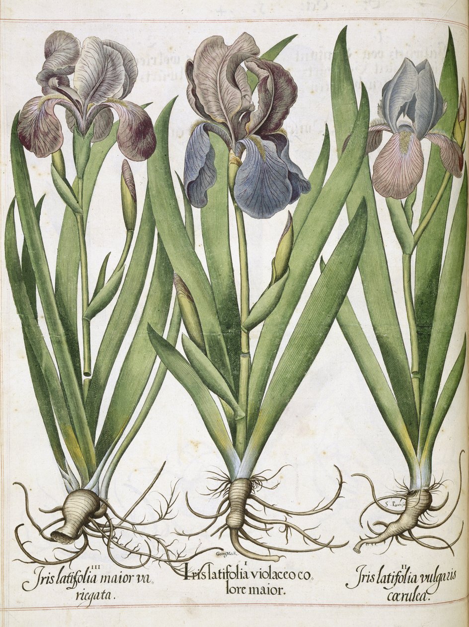 Iris, kappaleesta "Hortus Eystettensis" tekijältä Basilius Besler