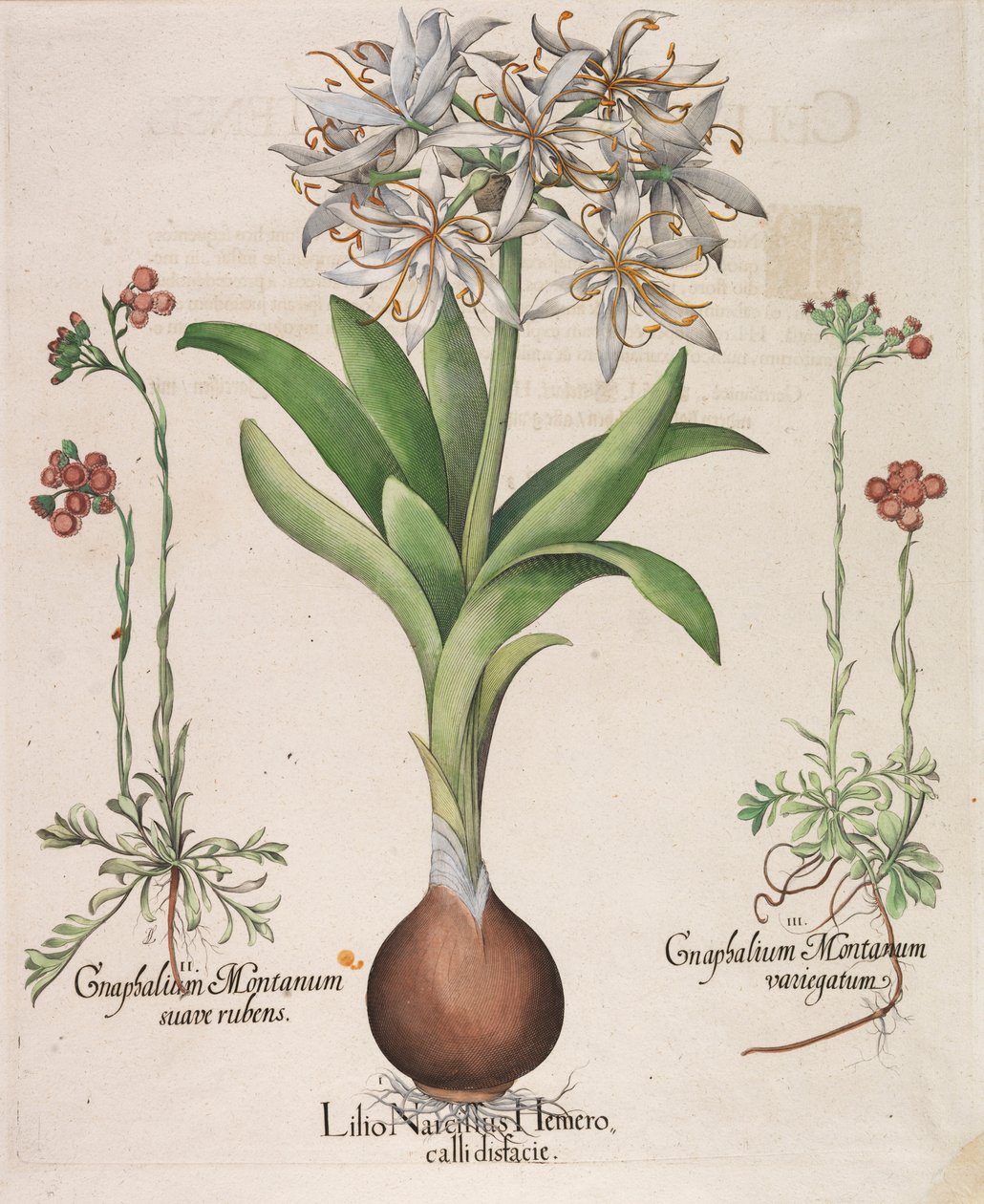 Lilius Narcissus Hemerocellus, 1613 tekijältä Basilius Besler