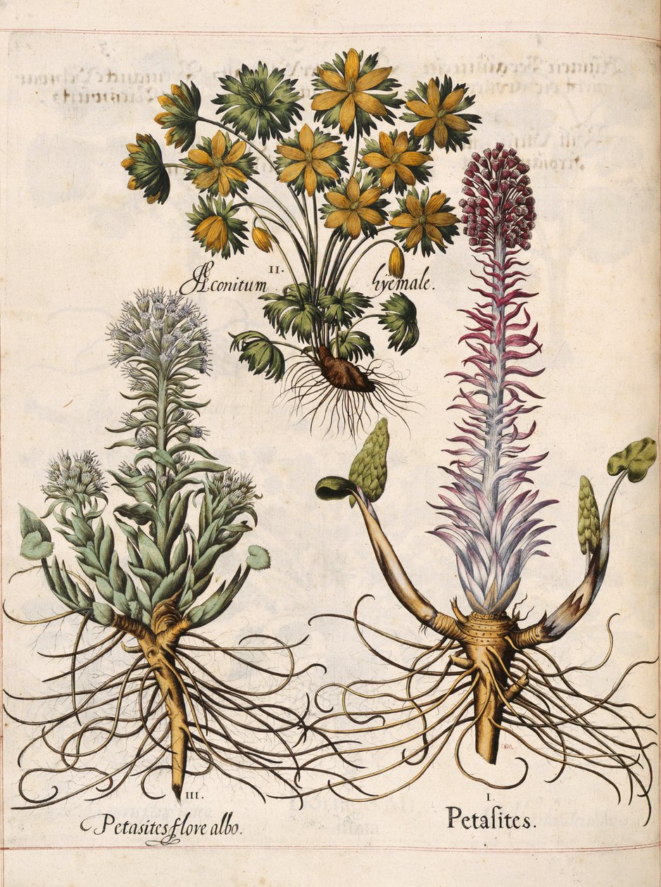 Petasites, "Hortus Eystettensis" tekijältä Basilius Besler