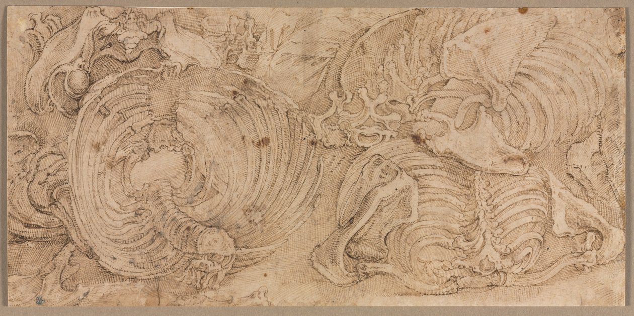 Rib Cages, 1540-luvun alku. tekijältä Battista Franco