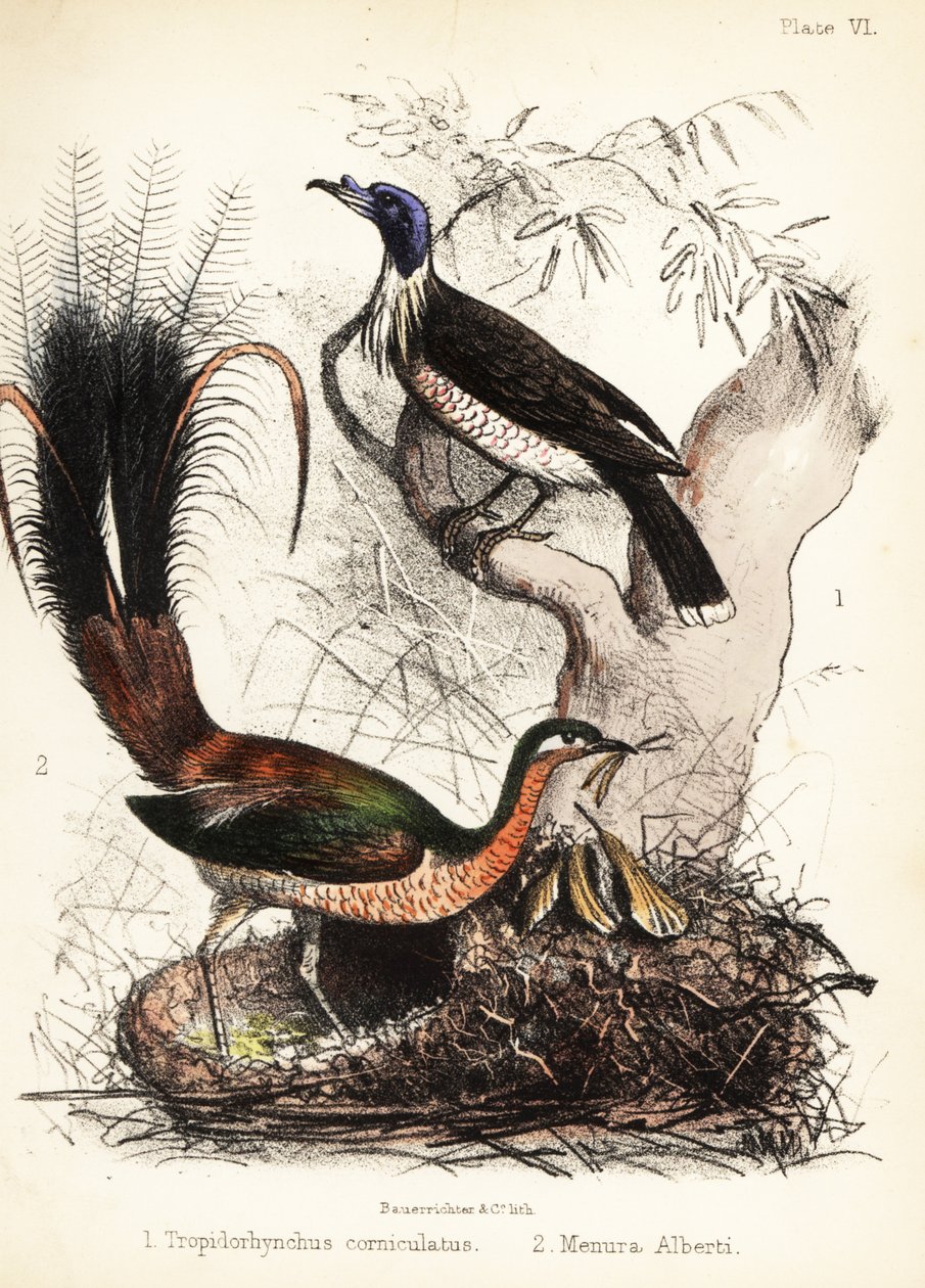 Friarbird ja lyrebird. 1855 (litografia) tekijältä Bauerrichter