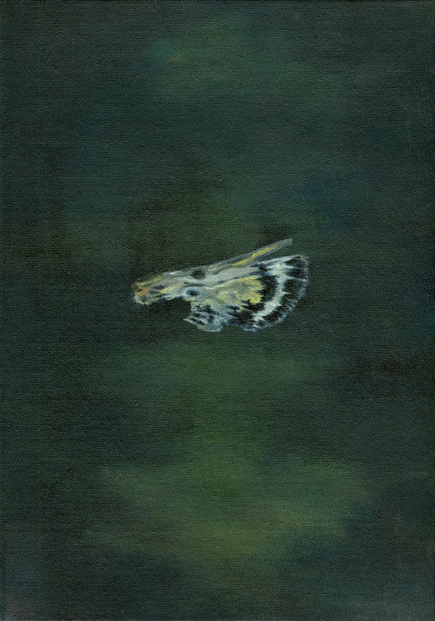 Moth Wing, 2014, tekijältä Bella Larsson