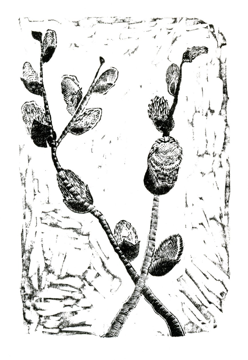 Sleeping Pussy Willow, 2014 (puukaiverrus paperille) tekijältä Bella Larsson