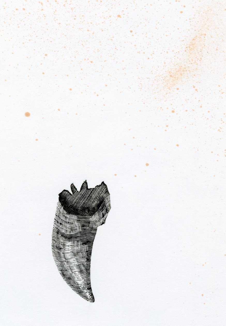Hammas {Fay-erie Dust}, 2014 (puukaiverrus ja muste paperille) tekijältä Bella Larsson
