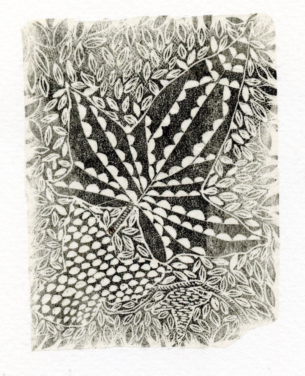 Ivy, 2014, (puukaiverrus paperille) tekijältä Bella Larsson