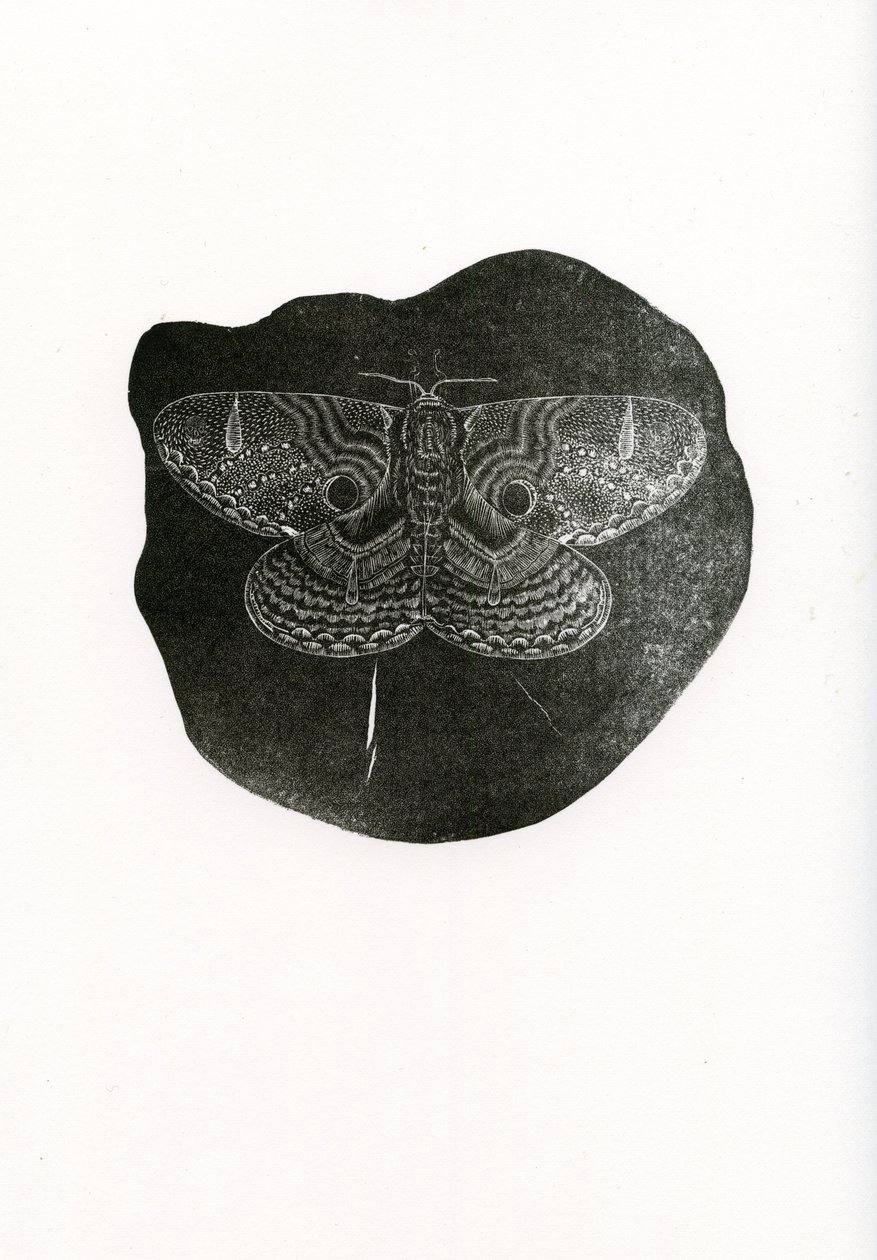 Night Butterfly, 2016, (puukaiverrus paperille) tekijältä Bella Larsson