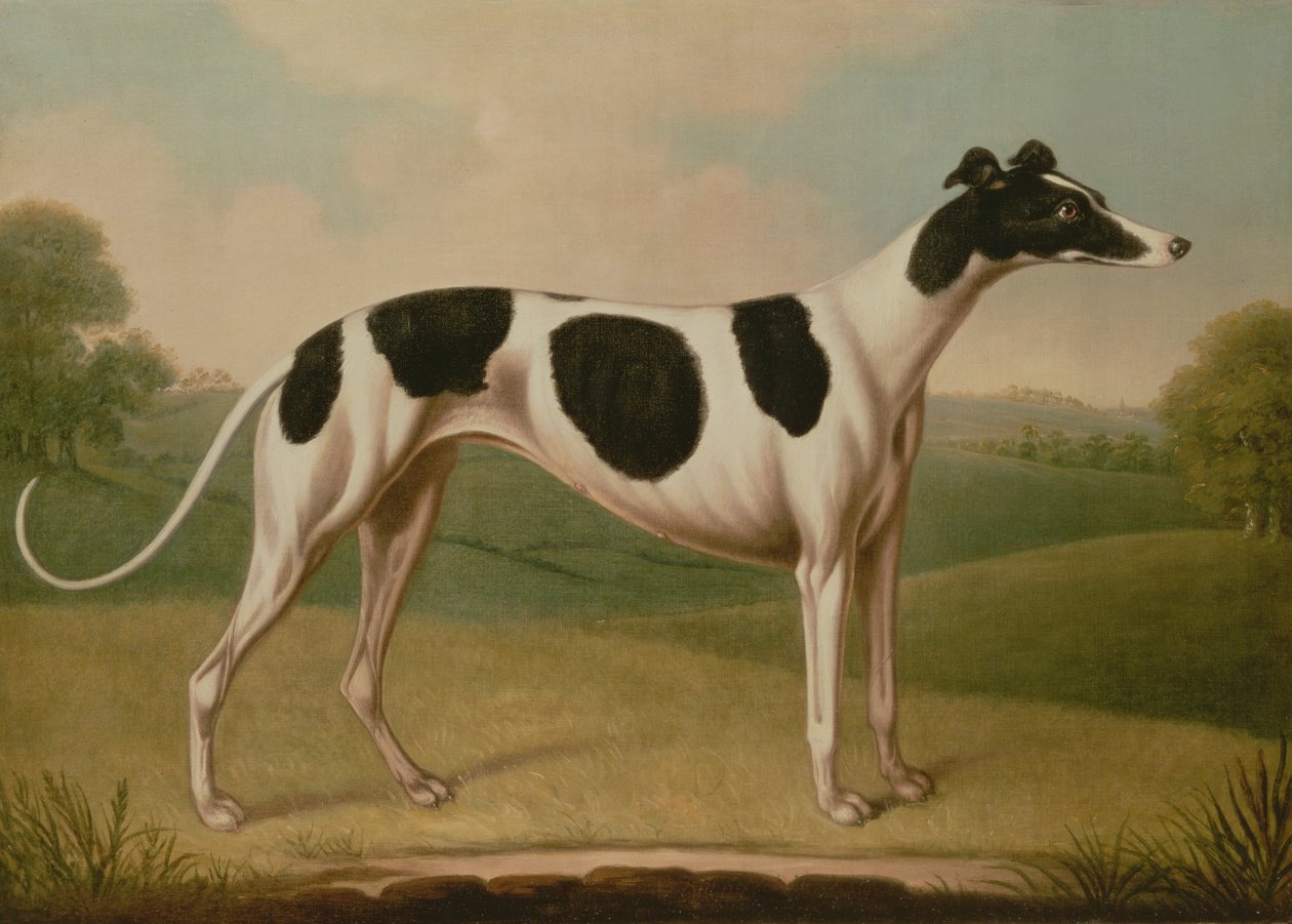 Vinttikoira, 1800 tekijältä Benjamin Killingbeck