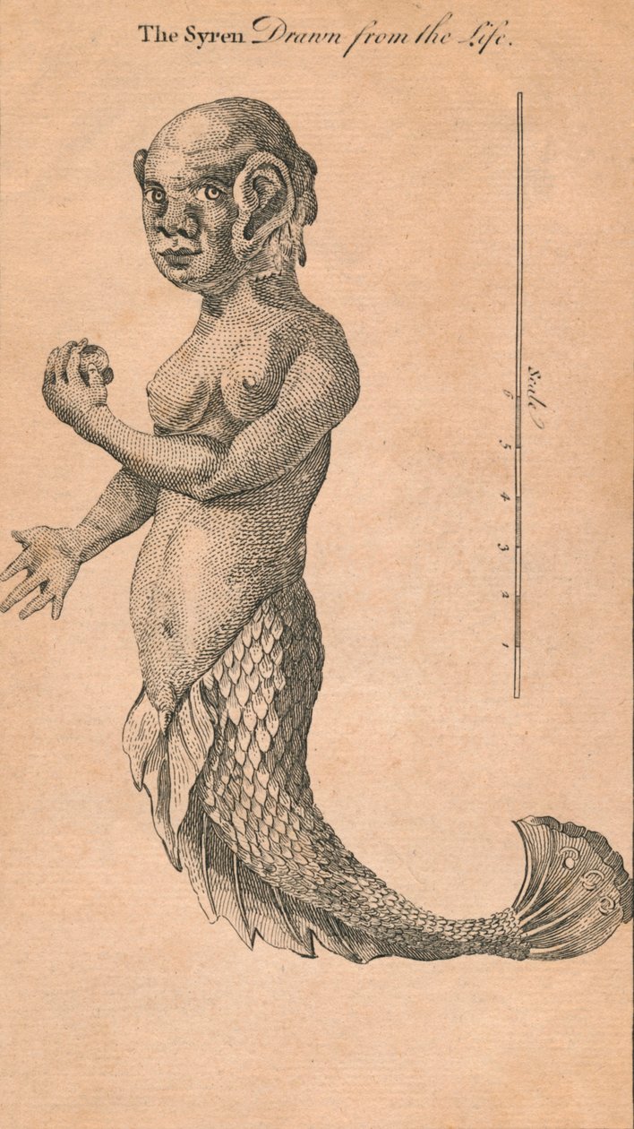 Elämästä piirretty Syren, 1759 tekijältä Benjamin Cole