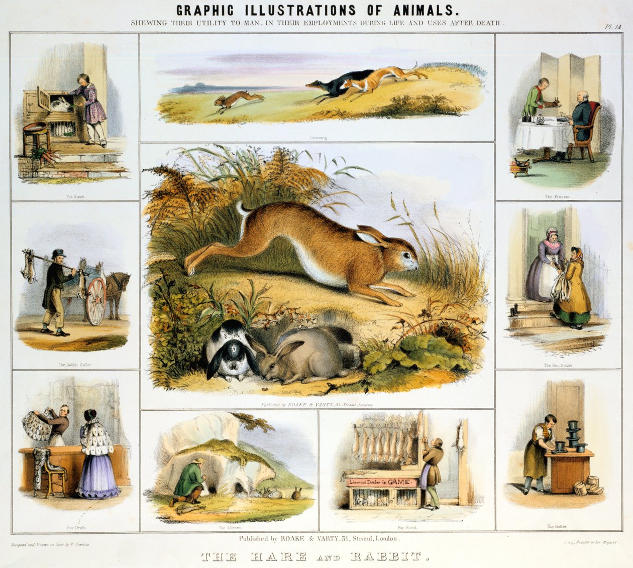 Jänis ja kani, c1850 tekijältä Benjamin Waterhouse Hawkins