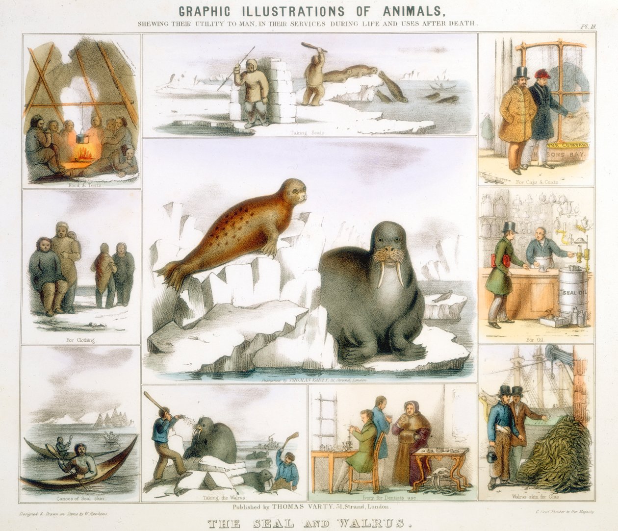 Sinetti ja mursu, c1850 tekijältä Benjamin Waterhouse Hawkins