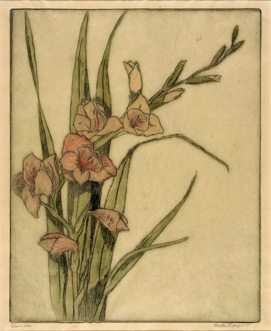 Gladiola tekijältä Bertha E. Jaques