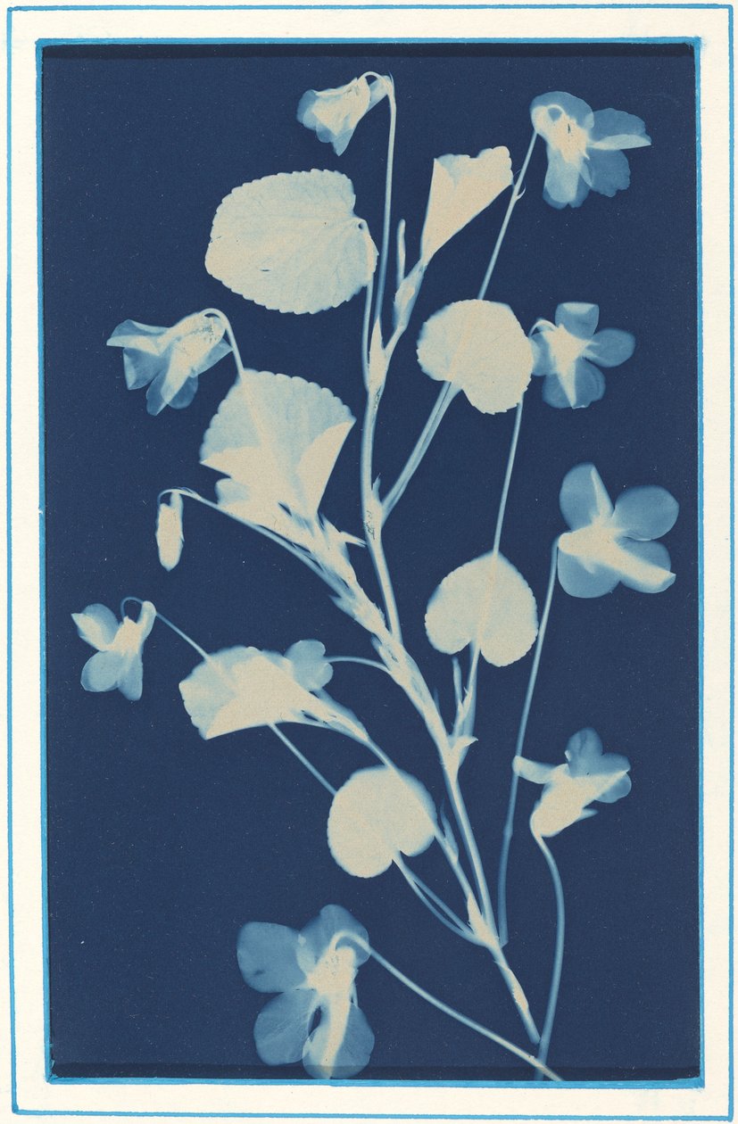 Nimetön, c. 1900. tekijältä Bertha Evelyn Jacques