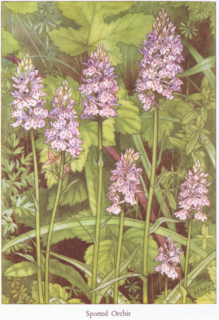 Spotted Orchis, 1951 tekijältä Bessie D. Inglis