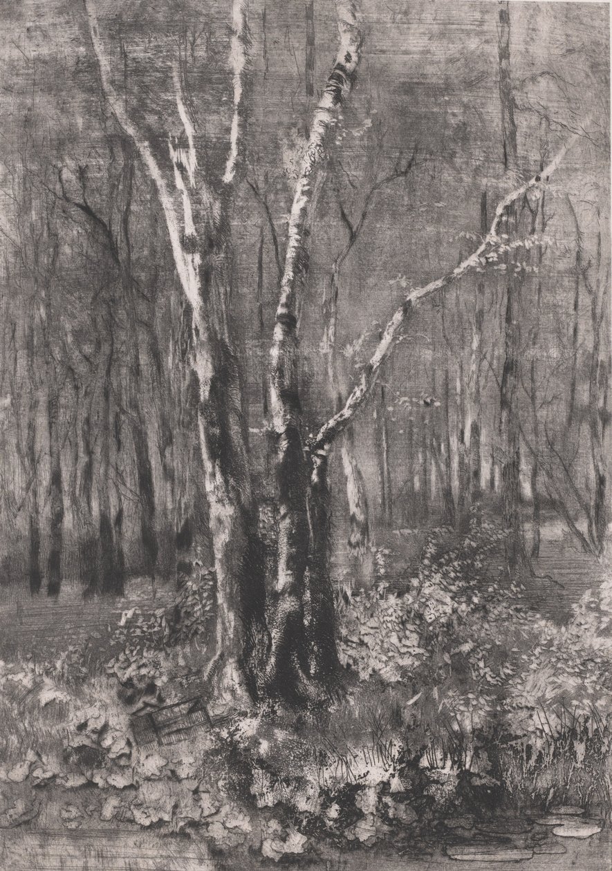 Woods in the Park lähellä Monzaa, 1895. tekijältä Bianchi Mose