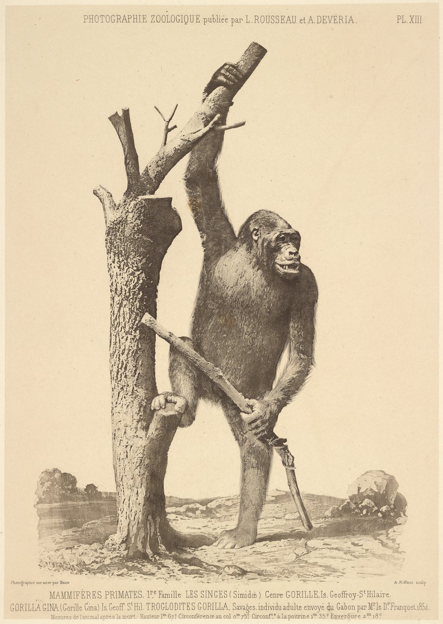 [Gorilla] tekijältä Bisson Frères