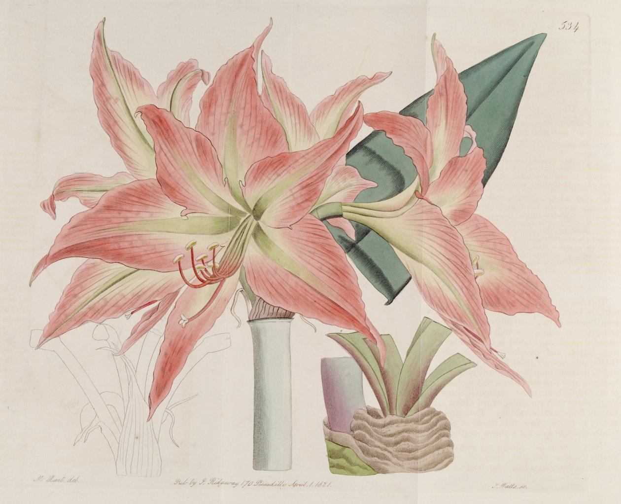 Hippeastrum striatum tekijältä Botanical Register