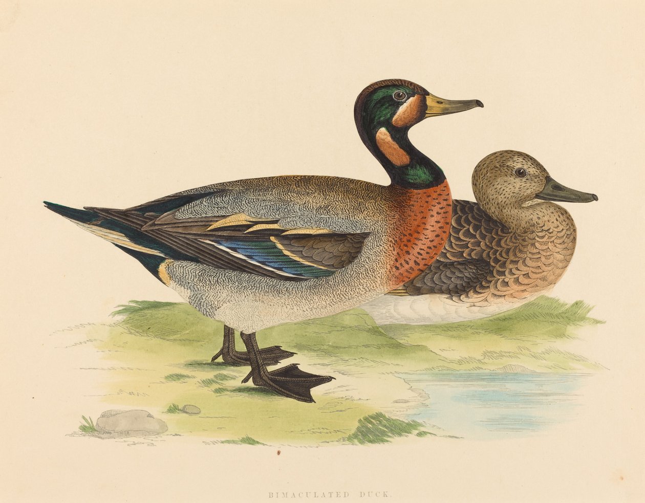 Bimaculated Duck tekijältä British 19th Century