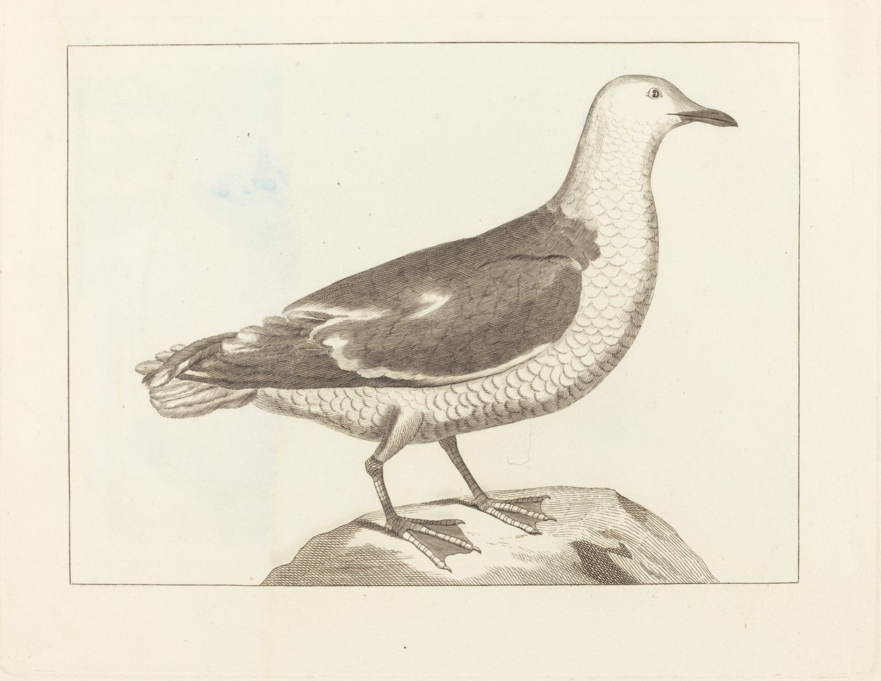 Vesilinnut tekijältä British 19th Century