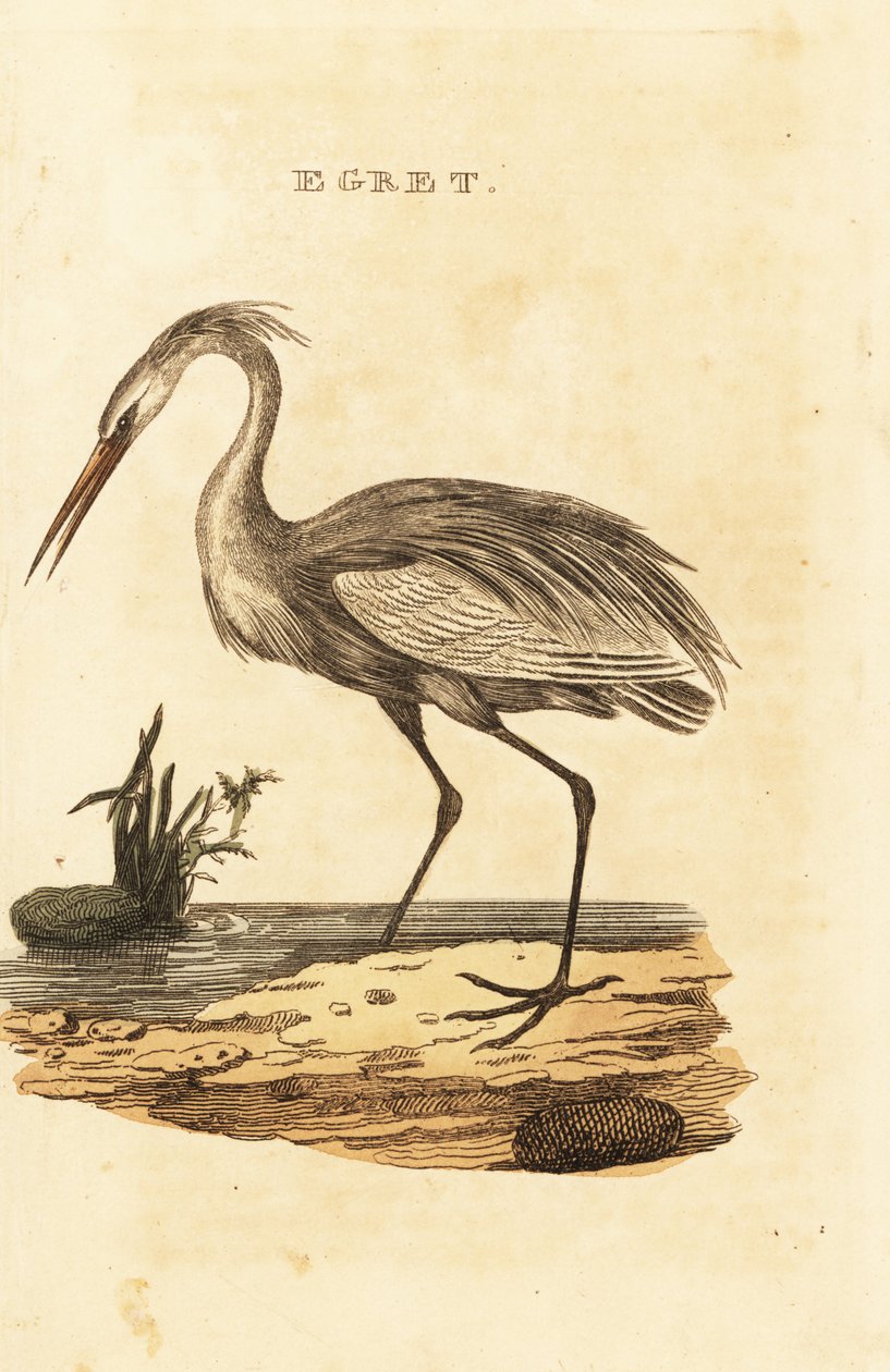 Isohaikara, Ardea alba tekijältä British School