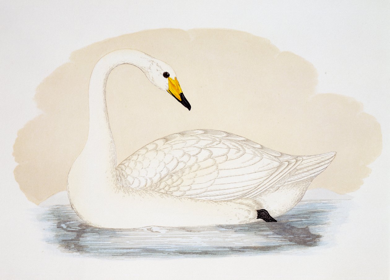Villijoutsen (Cygnus cygnus), kaiverrus, Iso-Britannia tekijältä British School