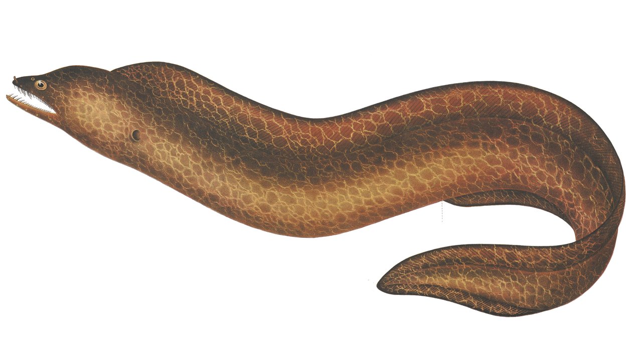 Muraena pseudothyrsoidea tekijältä C.W. Mieling