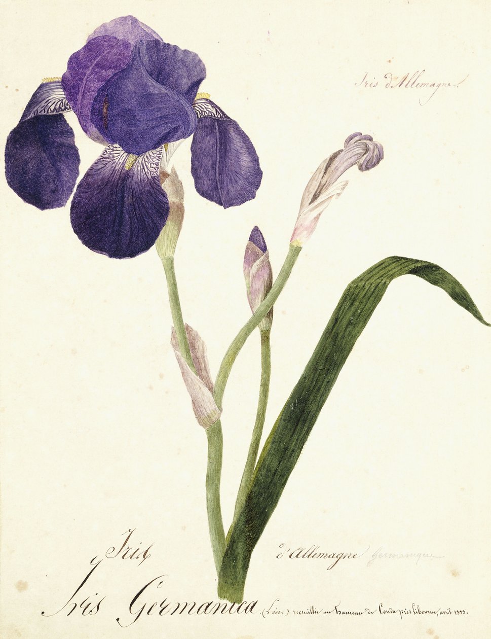 Saksalainen Iris Iris Germanicus, n. 1815-1851 tekijältä Capitaine Pelletier