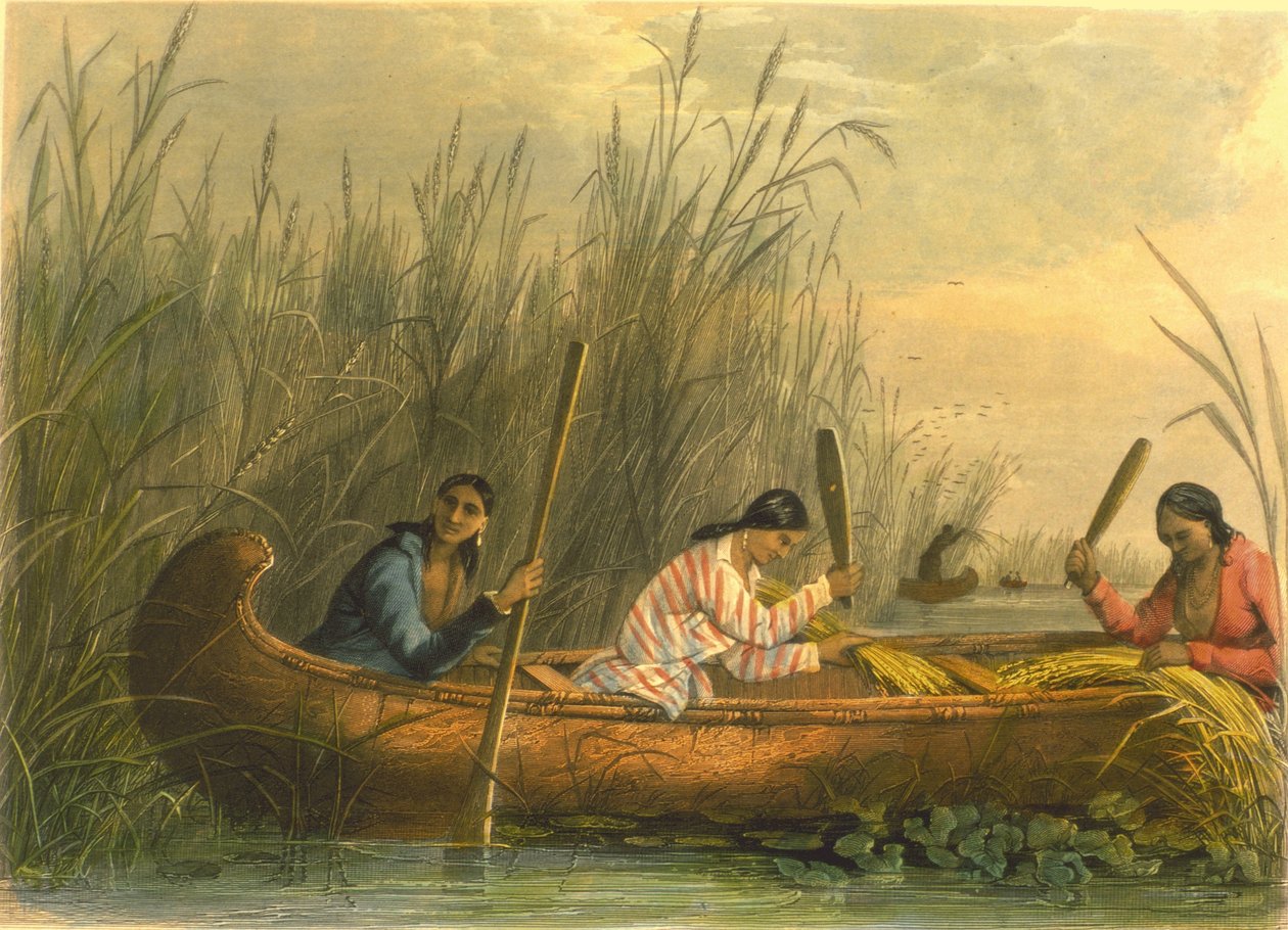 Villiriisin kerääminen, 1853 tekijältä Captain Seth Eastman