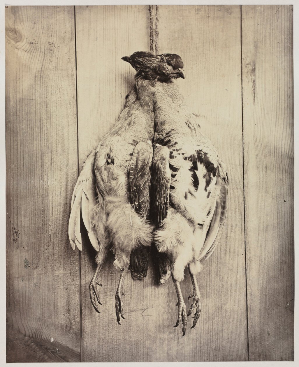 Partridges recto, n. 1861. tekijältä Captain N. Baily