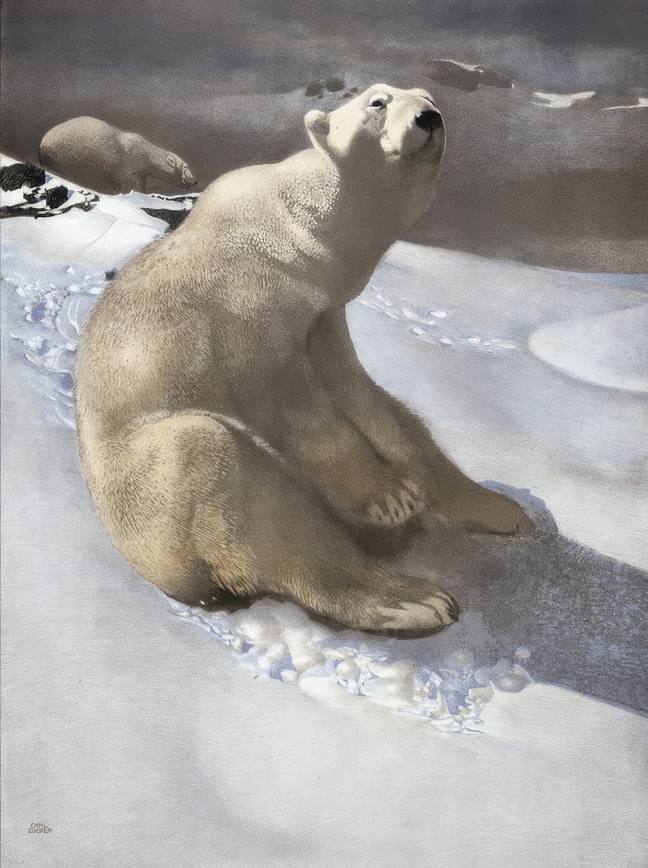 Jääkarhu tekijältä Carl Ederer