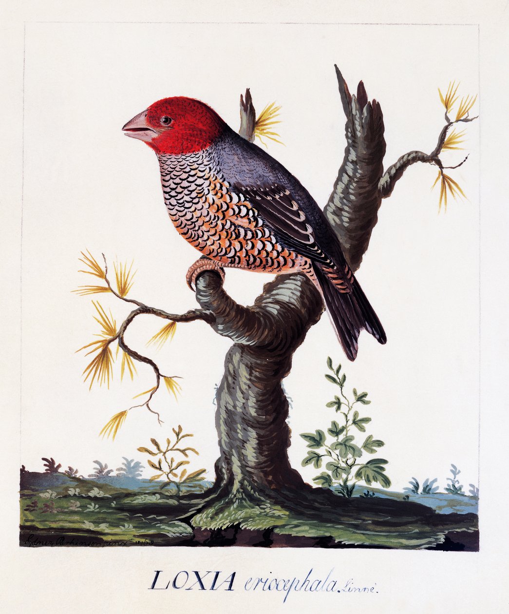 Loxia erythrocephala (Amadina erythrocephala), punapääpeippo, vesiväri tekijältä Carl Linnaeus