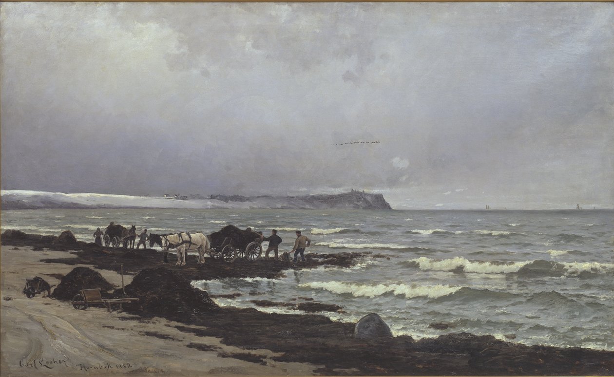 Merilevää lastataan Hornbæk Strandissa tekijältä Carl Locher