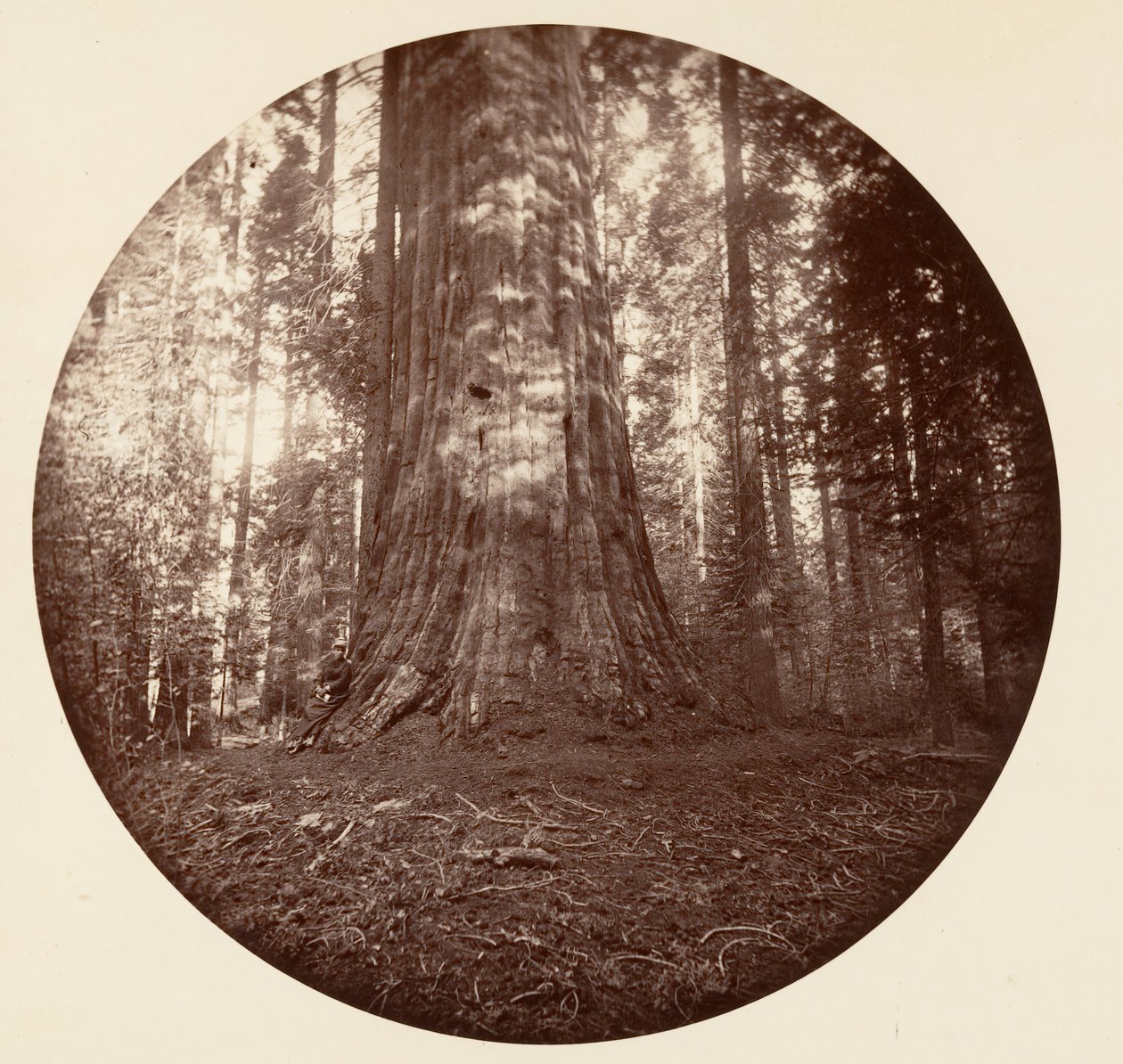 Empire State. C. Grove, n. 1878. tekijältä Carleton Emmons Watkins