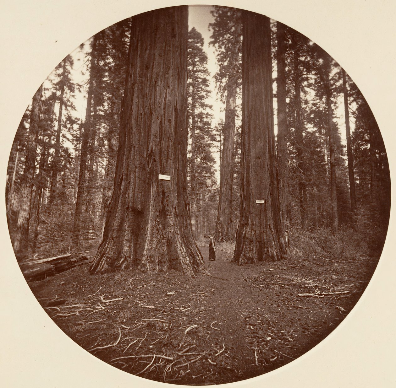 Ei yhtään, n. 1878. tekijältä Carleton Emmons Watkins