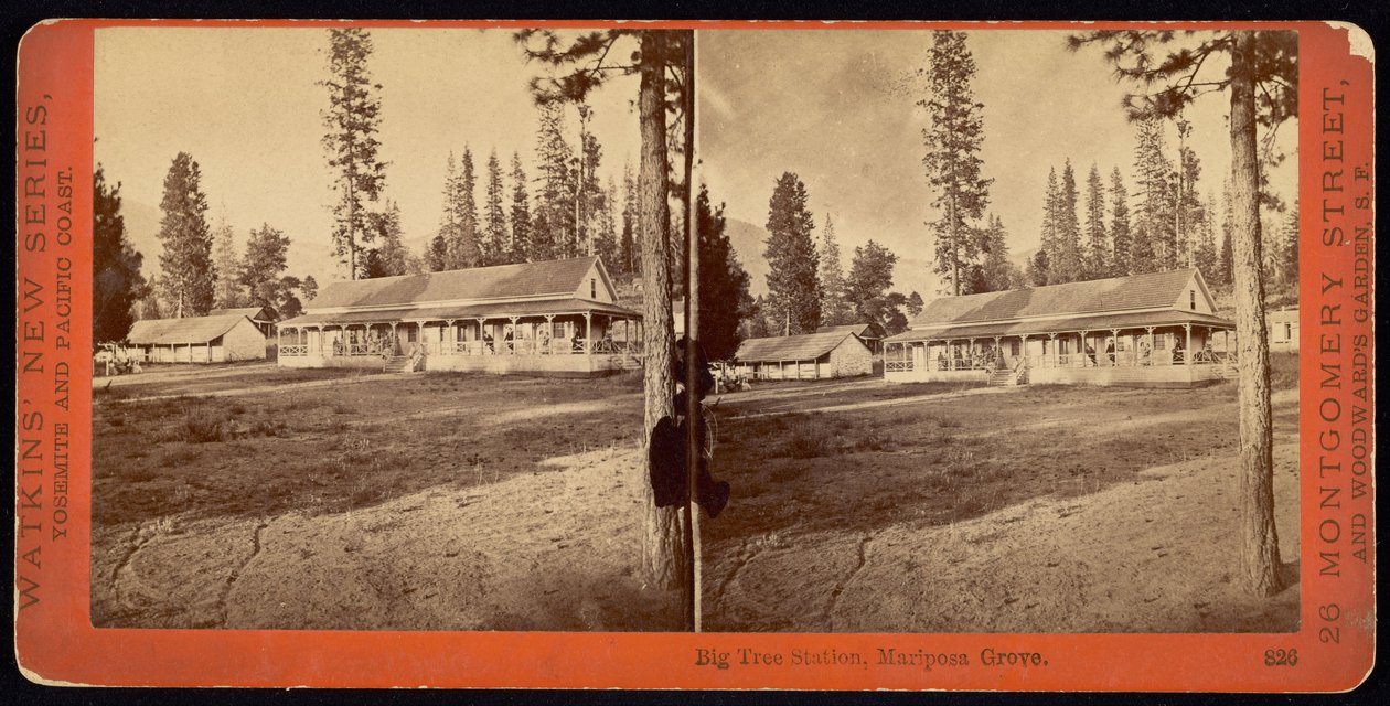 Big Tree Station, Mariposa Grove tekijältä Carleton Watkins